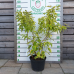 Drieň biely (Cornus alba) ´GOUCHAULTII´ – výška 70-110 cm, kont. C12L 